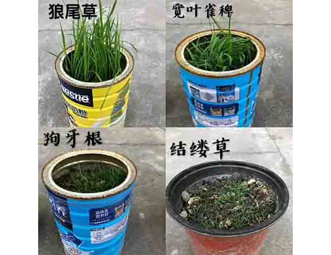 狗牙根草种