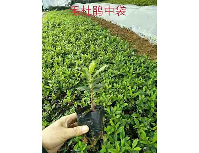 绿化乔木