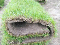 草皮的冬季养护小技巧