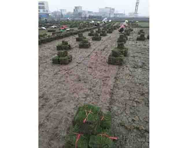 马尼拉草皮