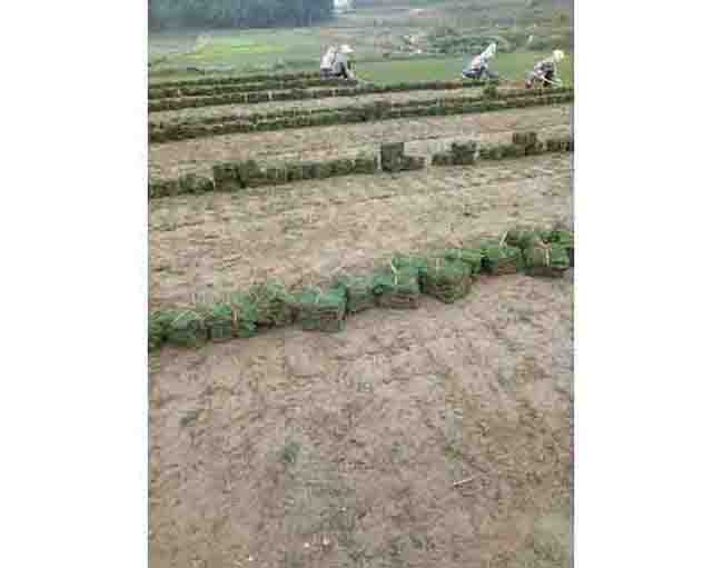 马尼拉草皮
