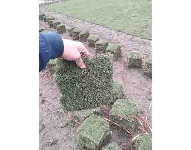 马尼拉草皮