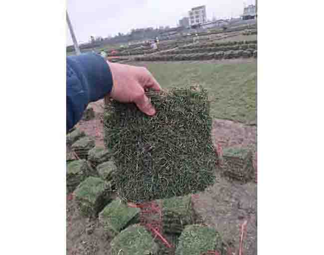 马尼拉草皮