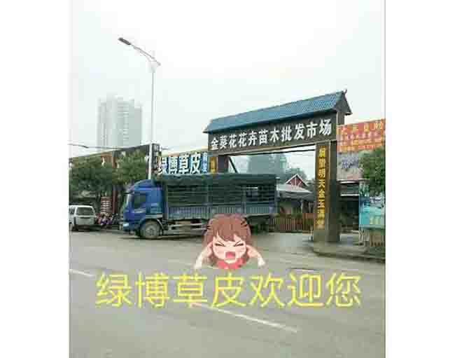 马尼拉草皮