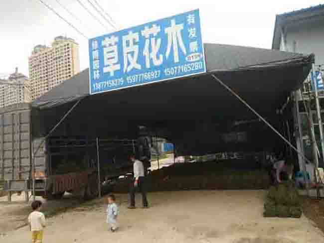 马尼拉草皮