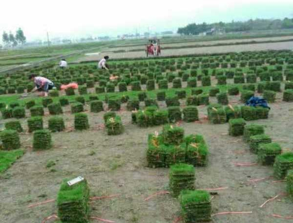 马尼拉草皮