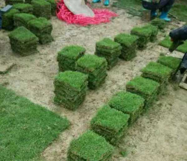 草皮