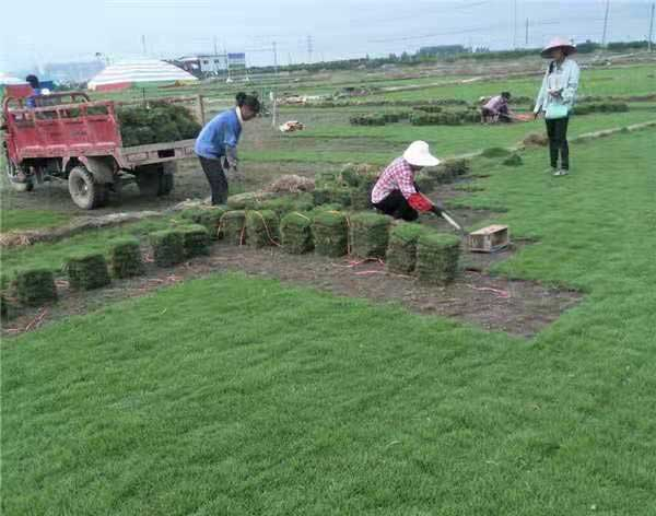 马尼拉草