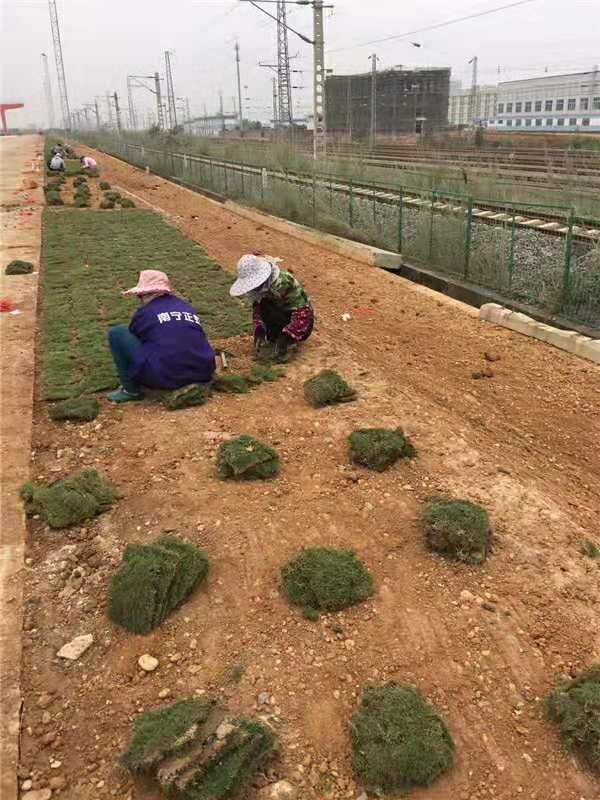 铁路沿线及高速公路服务区绿化案例
