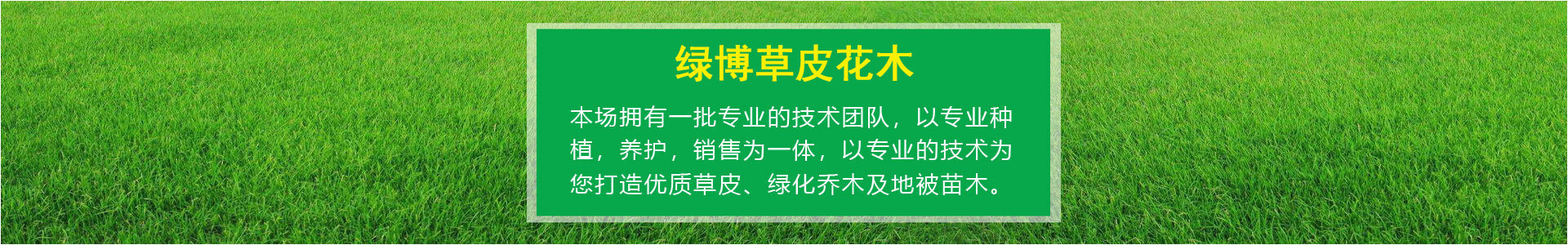广西南宁市绿博草皮花木场