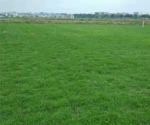 马尼拉草皮的形态特征与习性