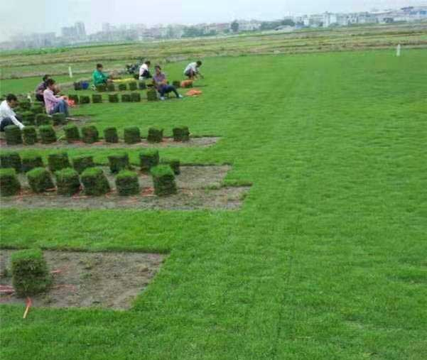 马尼拉草皮的优缺点