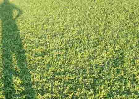 大叶油草草皮种植应该注意什么