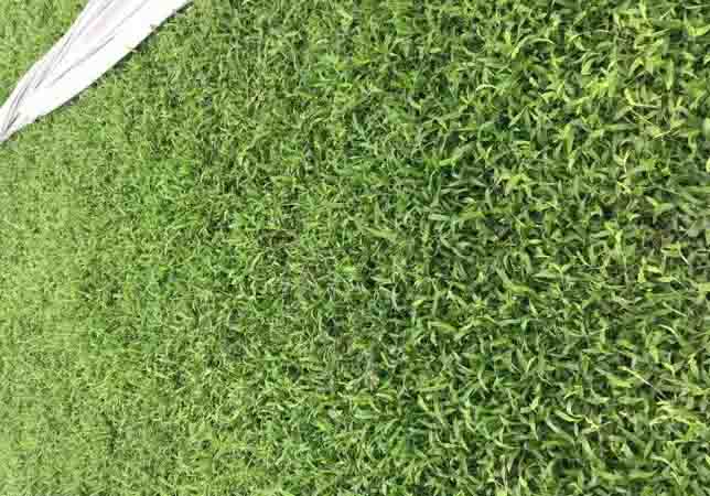 大叶油草在公共绿地建设中发挥着巨大的作用