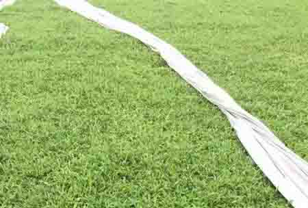 大叶油草种苗有两种简单的播种方法