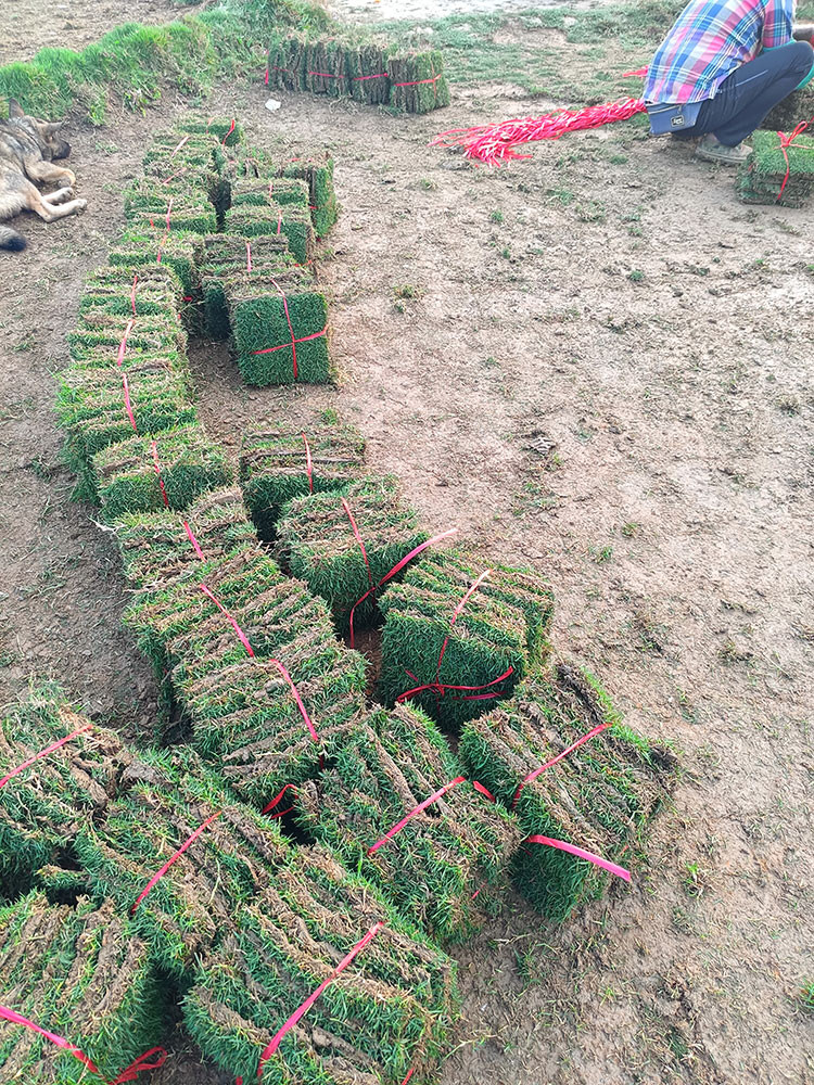 马尼拉草皮