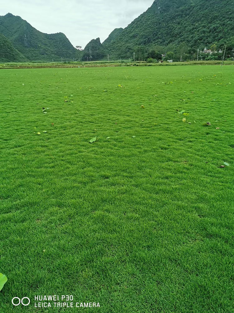 马尼拉草皮