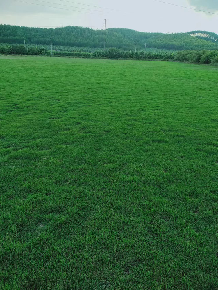 马尼拉草皮